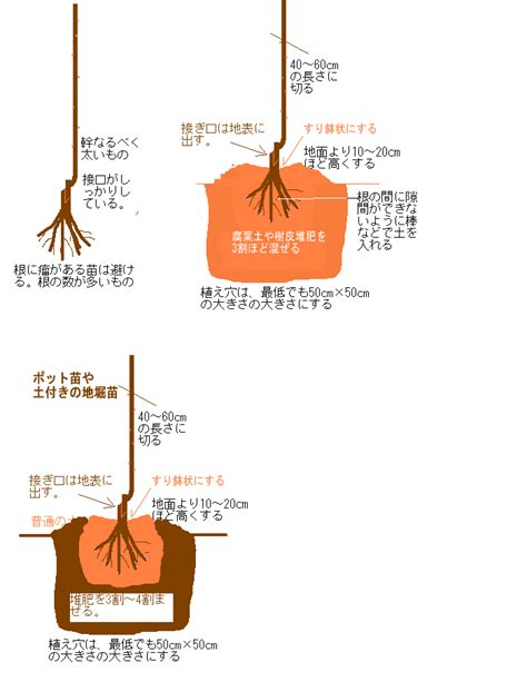 無樹根|樹木の根の特性と植え方